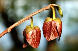 Asimina triloba - Pawpaw