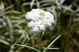 Anaphalis margaritacea - Pearly Everlasting