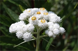 Anaphalis margaritacea - Pearly Everlasting