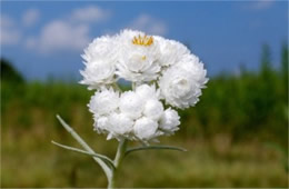 Anaphalis margaritacea - Pearly Everlasting