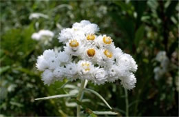 Anaphalis margaritacea - Pearly Everlasting