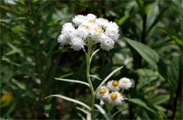 Anaphalis margaritacea - Pearly Everlasting