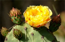 Opuntia - Prickly Pear Cactus Flower