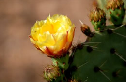 Opuntia - Prickly Pear Cactus Flower