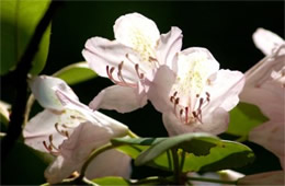 Rhododendron