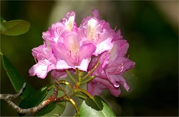 Rhododendron