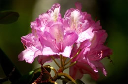 Rhododendron