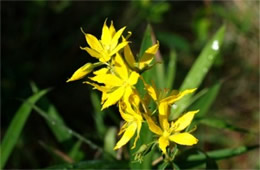 Lysimachia asperulaefolia - Rough-leaved Loosestrife