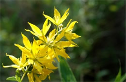 Lysimachia asperulaefolia - Rough-leaved Loosestrife