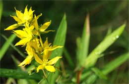 Lysimachia asperulaefolia - Rough-leaved Loosestrife