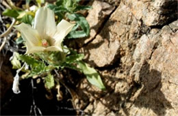 Mentzelia involucrata - Sand Blazing Star