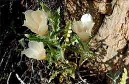 Mentzelia involucrata - Sand Blazing Star