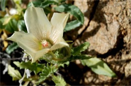 Mentzelia involucrata - Sand Blazing Star