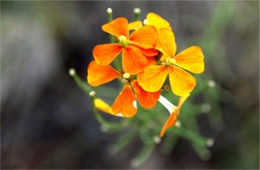 Erysimum capitatum - Sanddune Wallflower