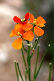 Erysimum capitatum - Sanddune Wallflower