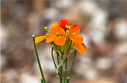 Erysimum capitatum - Sanddune Wallflower