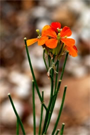 Erysimum capitatum - Sanddune Wallflower