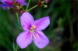 Rhexia alifanus - Savannah Meadow Beauty