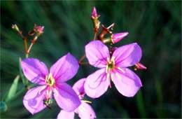 Rhexia alifanus - Savannah Meadow Beauty