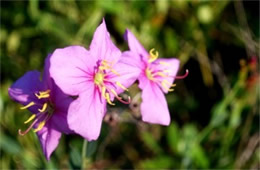 Rhexia alifanus - Savannah Meadow Beauty