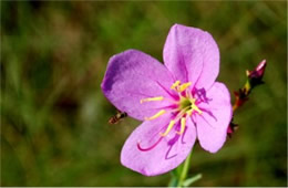 Rhexia alifanus - Savannah Meadow Beauty