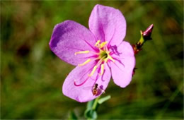 Rhexia alifanus - Savannah Meadow Beauty