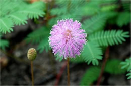Mimosa strigillosa - Sensitive Plant