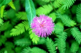 Mimosa strigillosa - Sensitive Plant