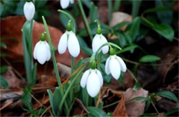 Galanthus - Snowdrop