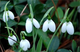 Galanthus - Snowdrop