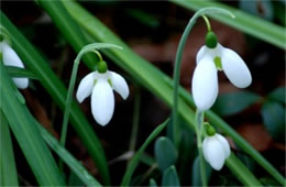 Galanthus - Snowdrop