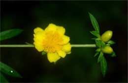 Hypericum densiflorum - Bushy St John's Wort