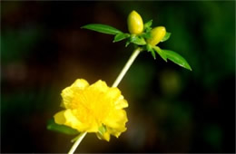 Hypericum densiflorum - Bushy St John's Wort