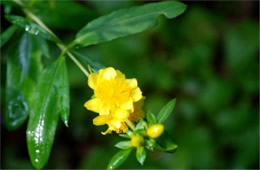 Hypericum densiflorum - Bushy St John's Wort