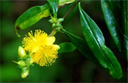 Hypericum densiflorum - Bushy St John's Wort