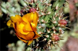 Opuntia versicolor - Staghorn Cactus Flower