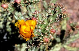 Opuntia versicolor - Staghorn Cactus Flower