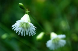 Silene stellata - Starry Campion