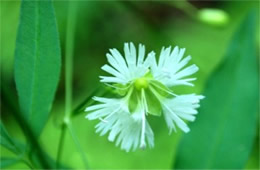 Silene stellata - Starry Campion