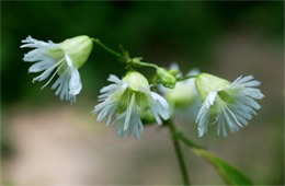 Silene stellata - Starry Campion