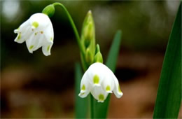 Leucojum aestivum - Summer Snowflake