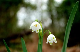 Leucojum aestivum - Summer Snowflake