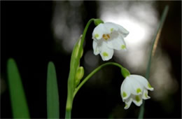 Leucojum aestivum - Summer Snowflake