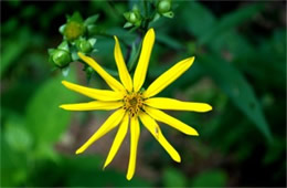 Helianthus decapetalus - Thin-leaved Sunflower