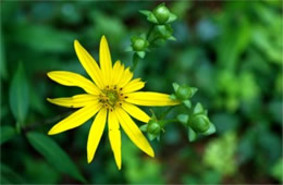 Helianthus decapetalus - Thin-leaved Sunflower