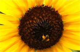 Alabama Sunflower