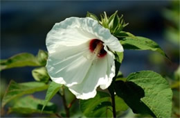 Hibiscus moscheutos - Swamp Rose Mallow