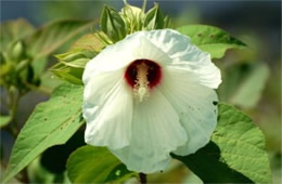 Hibiscus moscheutos - Swamp Rose Mallow