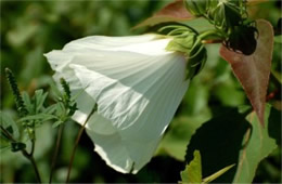 Hibiscus moscheutos - Swamp Rose Mallow