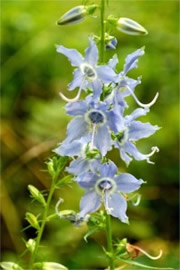 Campanula americana - Tall Bellflower